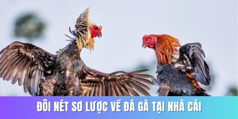 Khái quát về sảnh game đá gà trên nền tảng nhà cái RR88