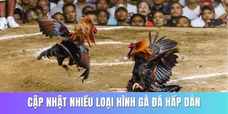 Nhà cái RR88 luôn cập nhật nhiều loại hình gà đá hấp dẫn